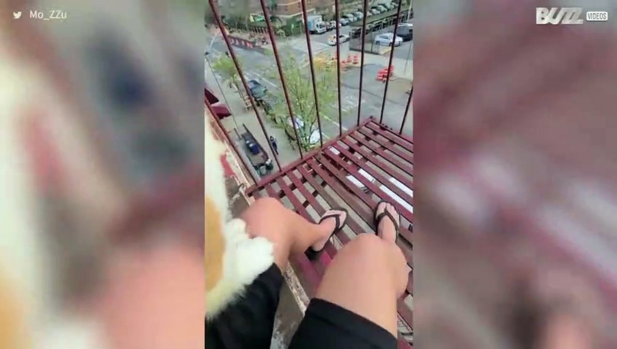 Ce chien salue le travail des soignants face au COVID-19