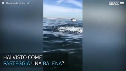 L'impressionante tuffo di una balena