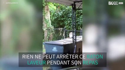 Un oiseau s'énerve contre un raton laveur