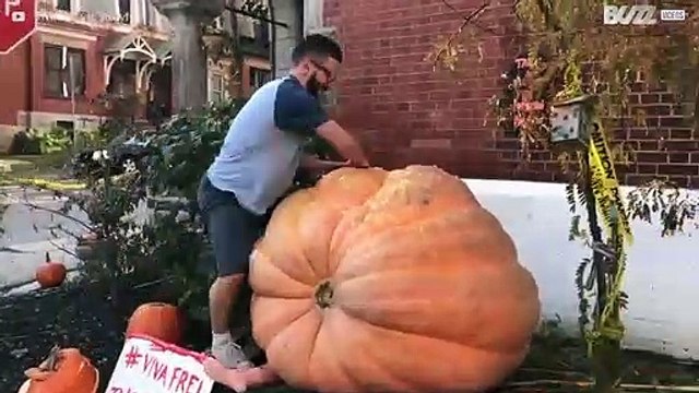 Una zucca di 500 kg per il divertimento dei più piccoli!