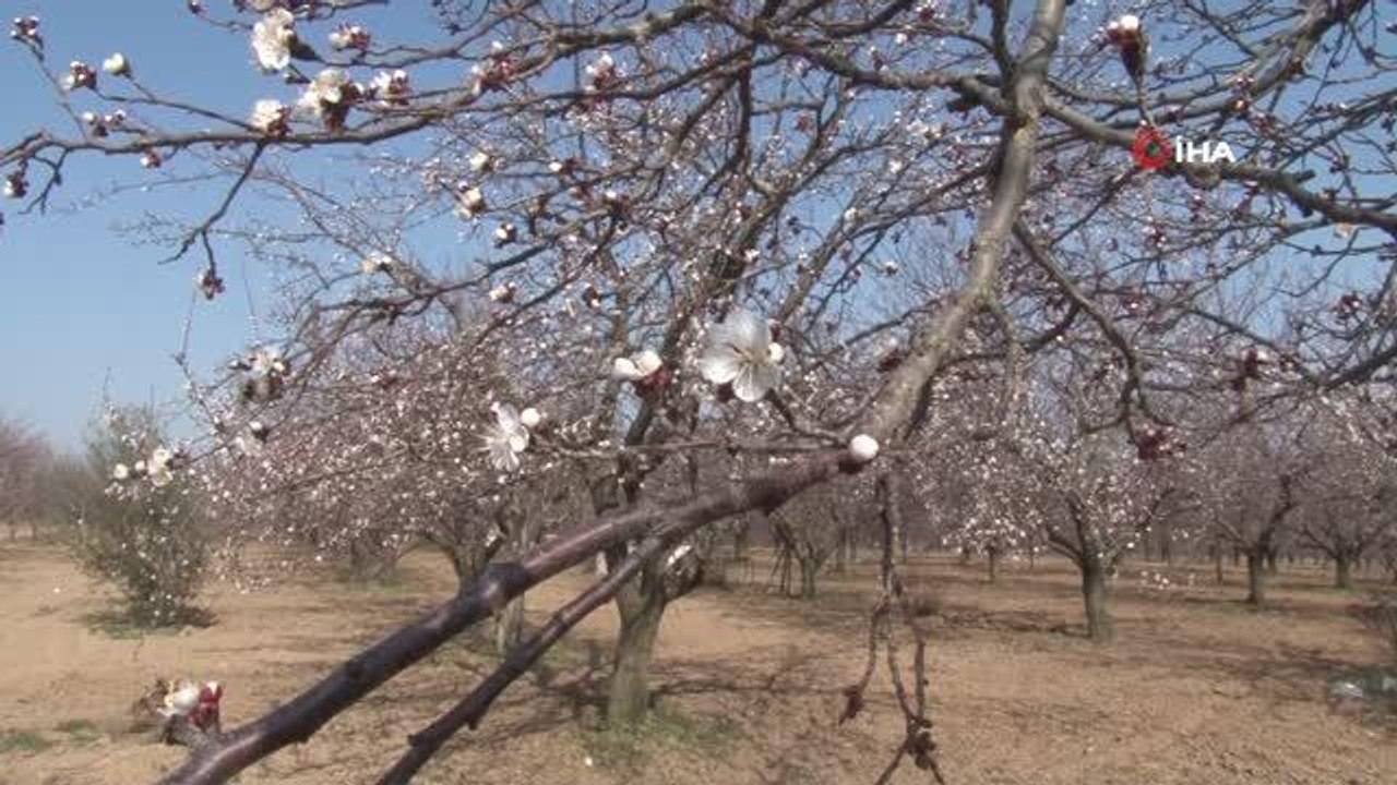 Kayısı başkenti Malatya'da kayısı çiçekleri açtı