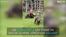 Un gorille sauve un bébé gorille d'une bagarre