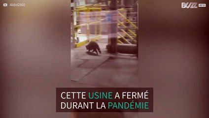 Un raton laveur est comme chez lui dans cette usine