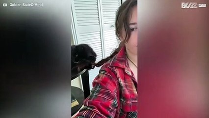 Ce chat s'amuse à mordiller les cheveux de sa propriétaire
