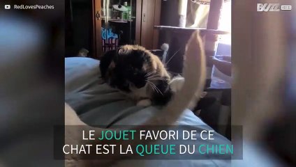 La queue du chien est le jouet idéal pour un chat