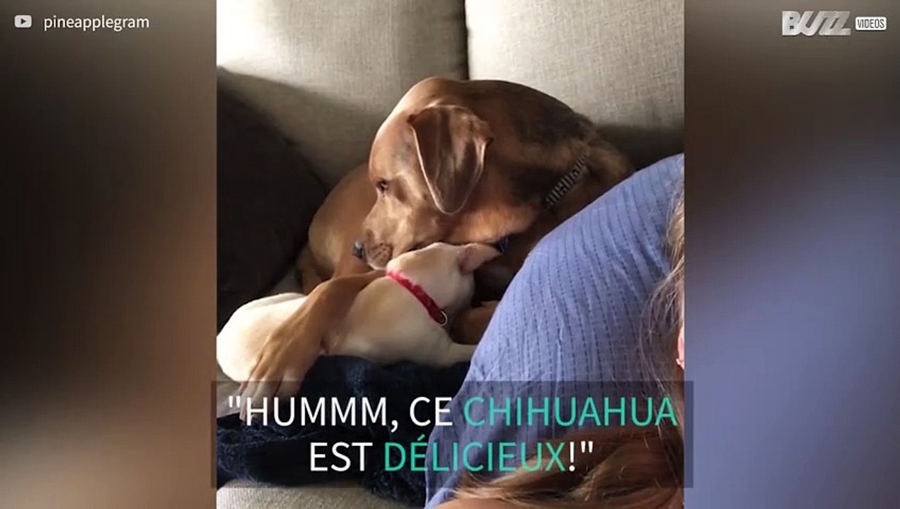 Un petit chihuahua semble très appétissant pour un gros chien