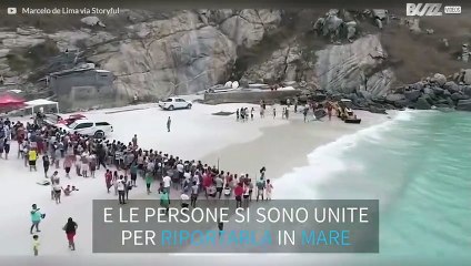 Megattera spiaggiata salvata in Brasile