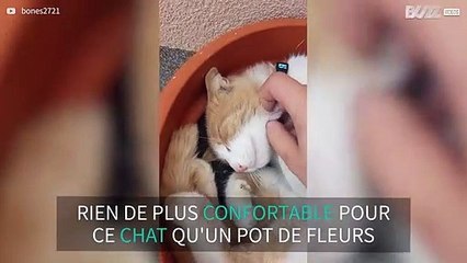Ce chat aime se lover dans un pot de fleurs