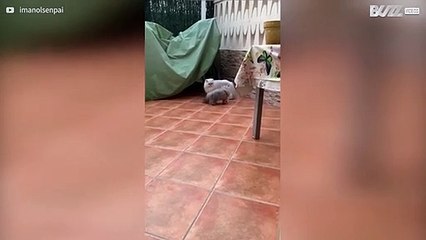 Ce chat nous montre ses talents lors d'une course poursuite