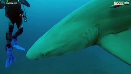 Rencontre avec des requins-citron !