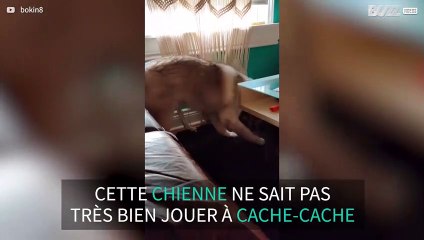 Cette adorable chienne a perdu à cache-cache