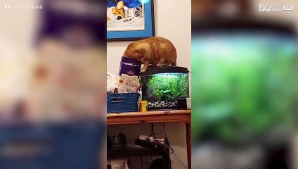 Ce chat commet un casse pour récupérer des croquettes