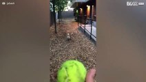 Ce chien ne semble pas aimer jouer à la balle