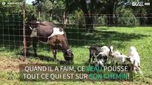 Ces chèvres se font bousculer par un veau affamé