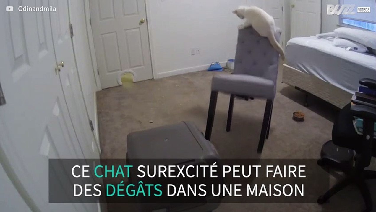 Ce chat fait tomber une chaise sur un autre chat