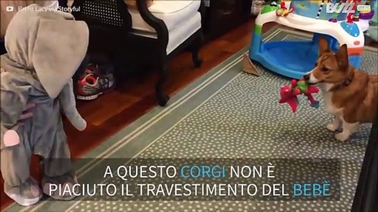 Bebè travestito da elefante spaventa il cane