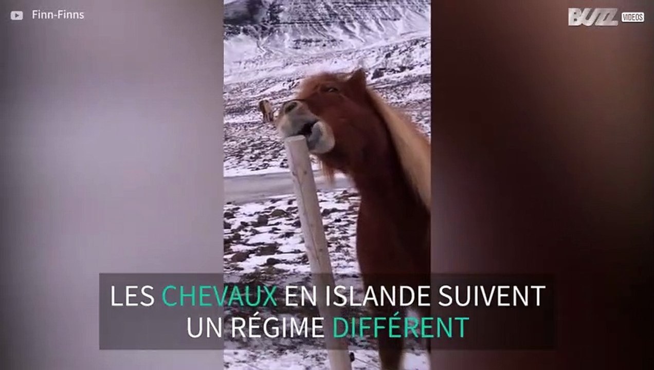 Un cheval grignote un piquet en bois d'une façon hilarante