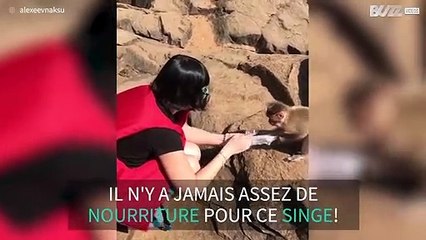 Ce singe essaye de voler de la nourriture aux touristes - 1