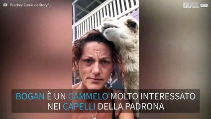 Bogan, il cammello parrucchiere