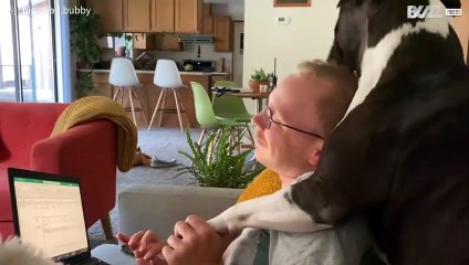 Ce pitbull montre à son maître à quel point il l'aime