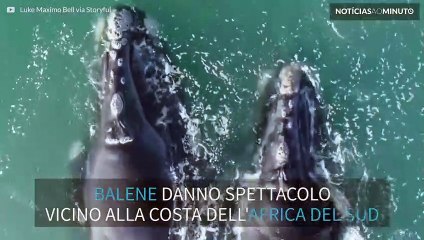 Stupefacente spettacolo di balene vicino alla costa!