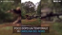 Un albero distrugge una casa negli USA