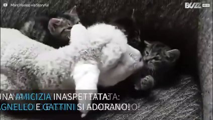 Un amicizia inaspettata tra un agnellino e dei gattini