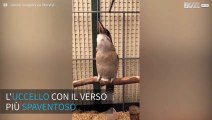 La risata più spaventosa dell'avifauna