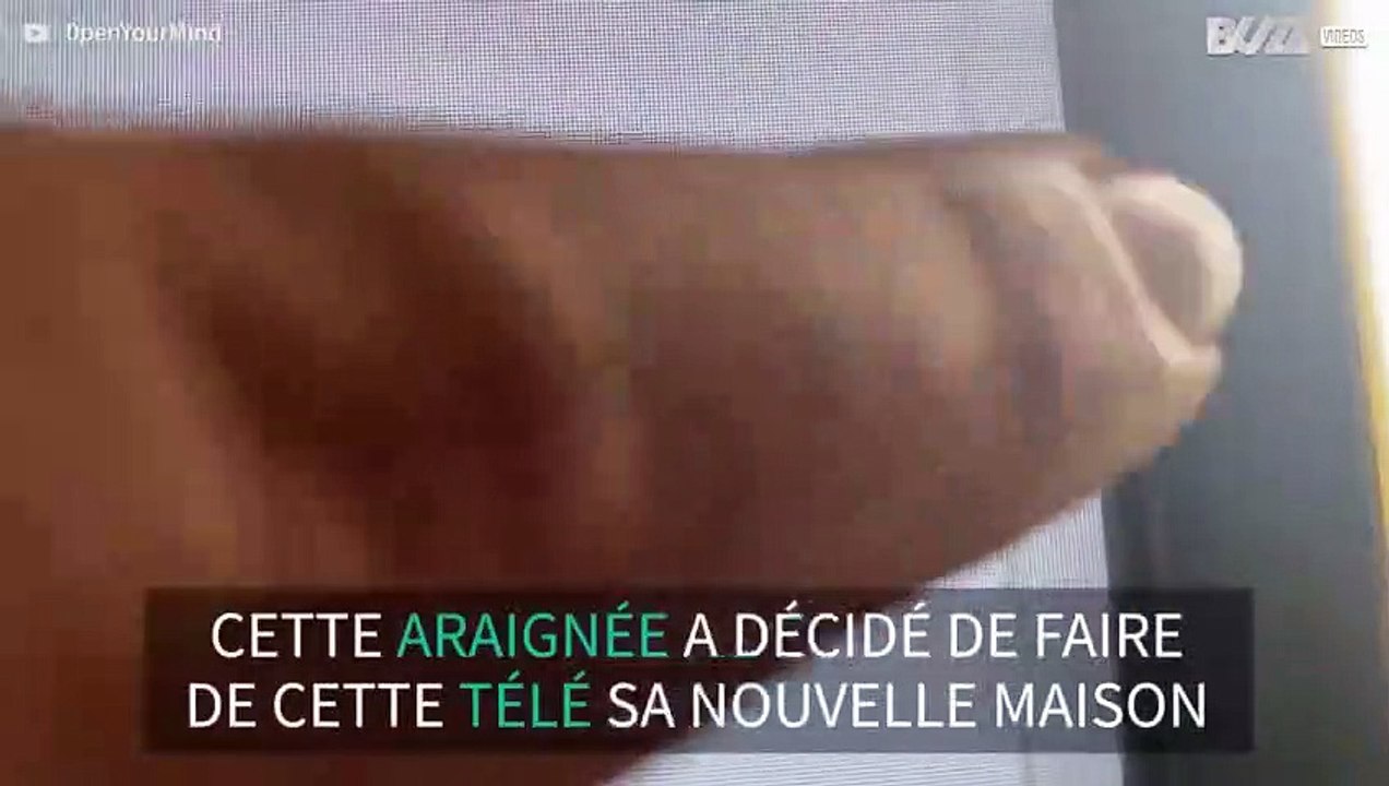 Cette araignée est "entrée" dans une télévision