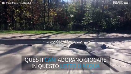 Cani se la spassano sul letto d'acqua gigante