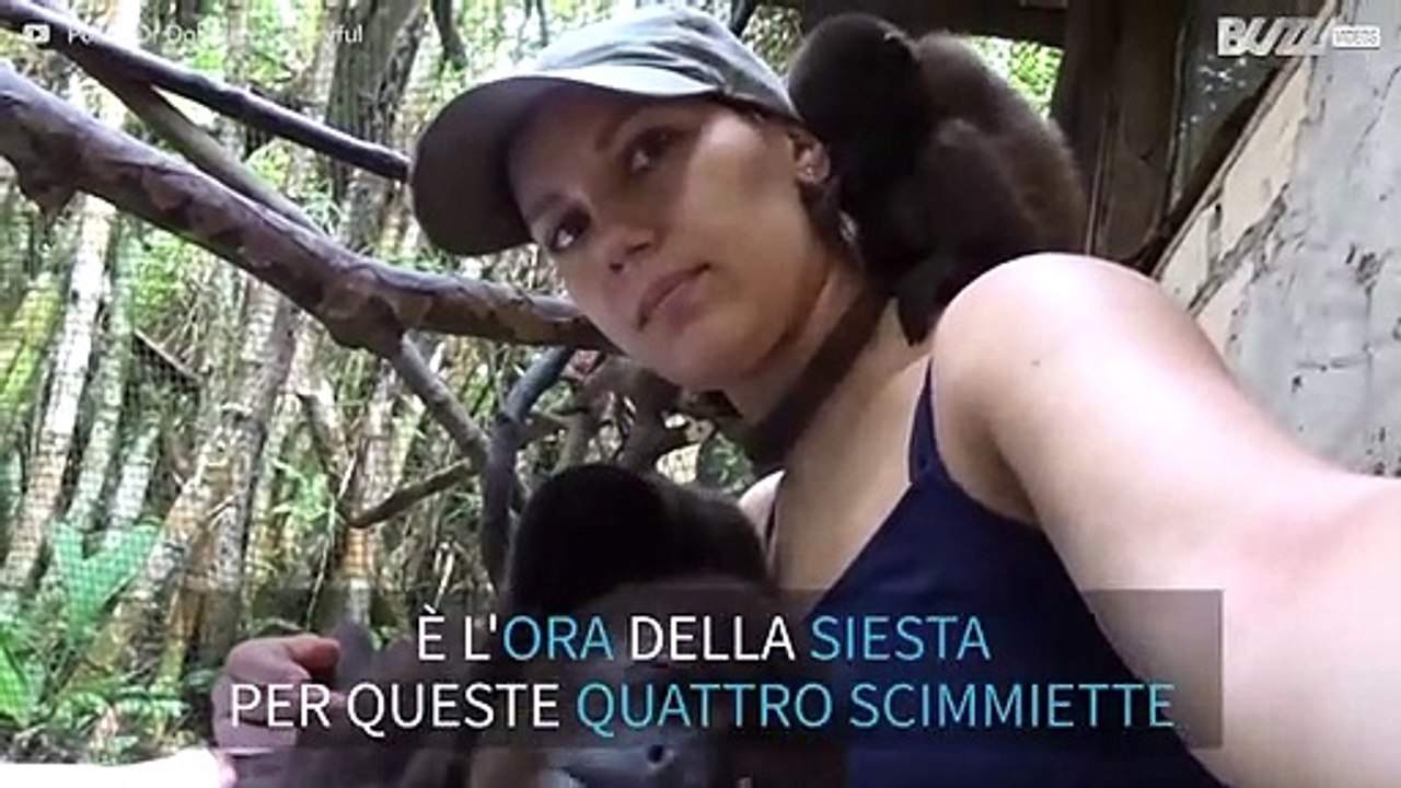 Scimmiette fanno un pisolino tra le braccia della guardiana