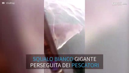 Squalo bianco gigante spaventa i pescatori