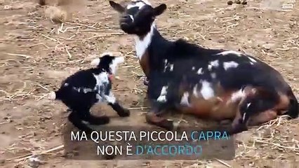 La felicità della capretta irrita gli altri animali