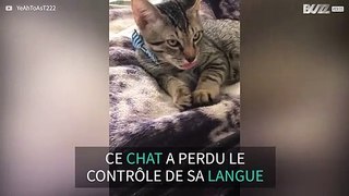 Ce chat ne peut plus contrôler sa langue