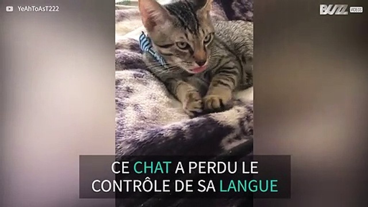 Ce chat ne peut plus contrôler sa langue
