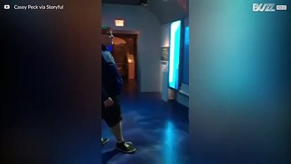 Si spaventa vedendo uno "squalo" al museo