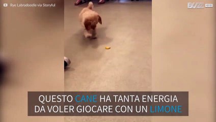 Cagnolino curioso gioca con un limone