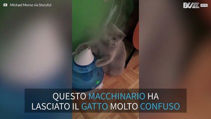 Gatto tenta di acchiappare il vapore