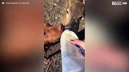 Cane e daino condividono il biberon