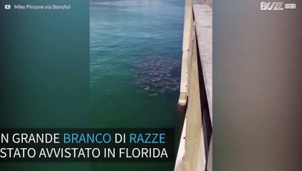 Florida: avvistato enorme branco di razze