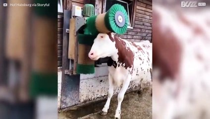 Questa mucca adora spazzolarsi