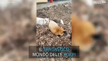 Furbe come le... volpi!