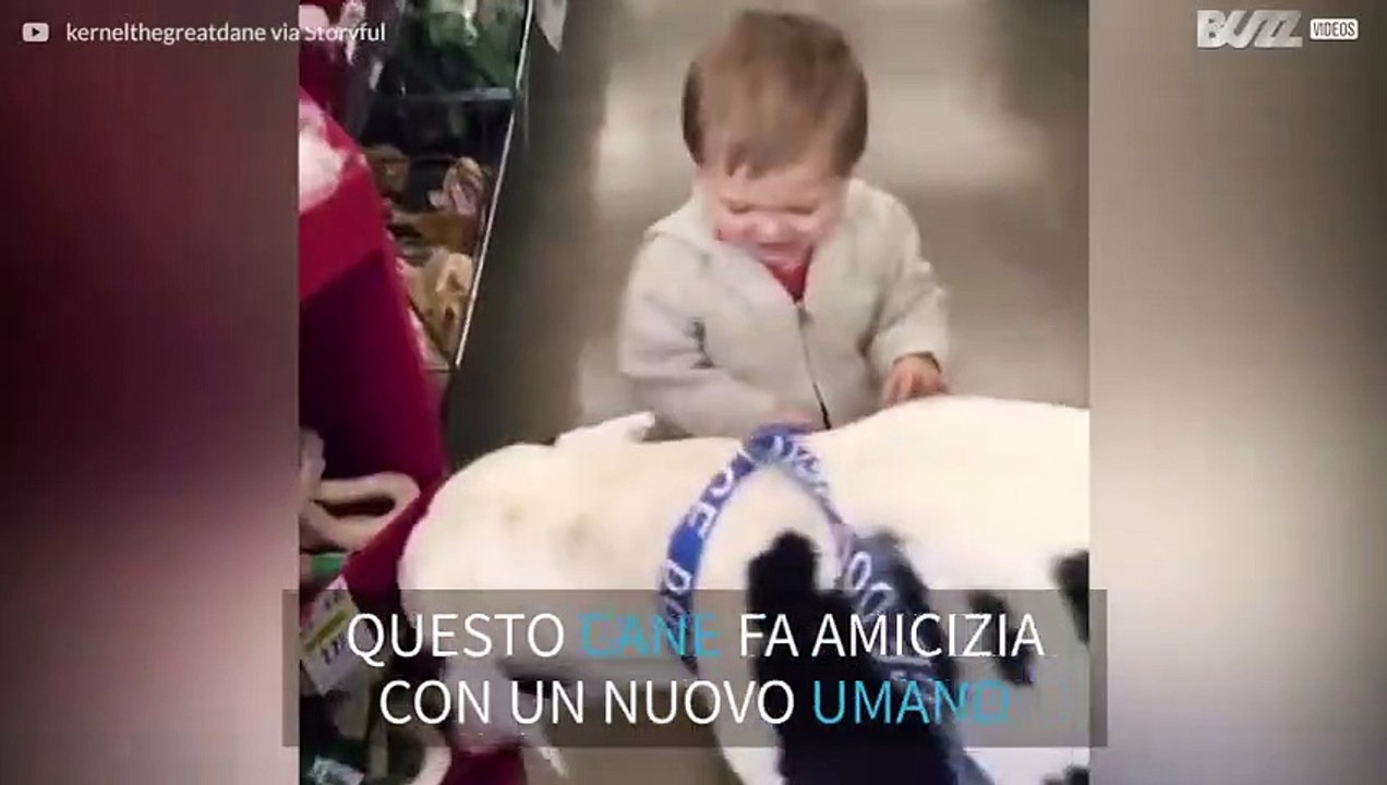 Bimbo fa amicizia con un cane gigante