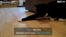Gatto VS millepiedi: chi vincerà?