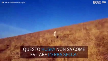 Cane reagisce in modo strano all'erba secca!