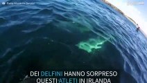 Delfini nuotano lungo la costa irlandese