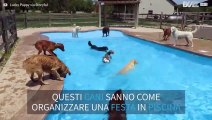 Decine di cani si tuffano in piscina