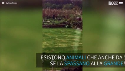 Ermellino si diverte tra salti e piroette da urlo