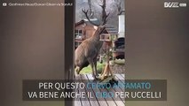 Cervo bizzarro ruba il cibo agli uccelli