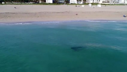 Drone mostra squalo tigre molto vicino ai bagnanti